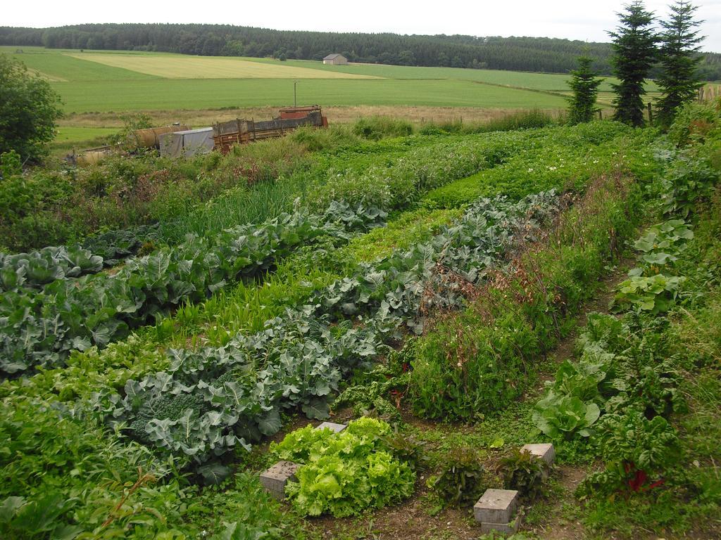 Willekes Bluetenhof Madfeld Екстер'єр фото